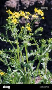 Image result for Senecio viminalis