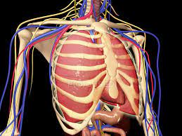 The rib cage consists of 12 pairs of ribs, costal cartilages, sternum and the thoracic vertebrae. Human Rib Cage With Lungs And Nervous System Torso Black Background Stock Photo 174712058