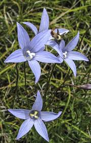 Image result for Wahlenbergia subaphylla