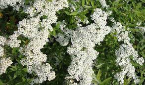 Significa che puoi usarlo e modificarlo per i tuoi progetti personali e commerciali. Fiori Bianchi Da Giardino Idee Green