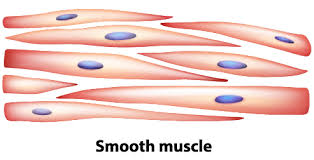 Check spelling or type a new query. Muscle Tissue Scientist Cindy