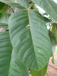 Image result for Centrolobium robustum