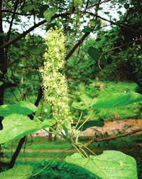 Image result for Croton macrostachyus