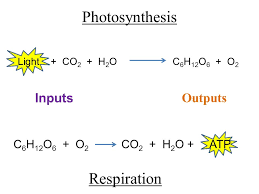 Now up your study game with learn mode. Photosynthesis Overview With Some Tips At The End For Your Sunlight To Atp Poster Ppt Download