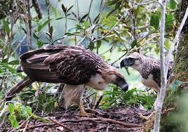 Bubo philippensis the philippine eagle owl is endemic to philippines, and one of the largest owls in the world. Unique Species On The Brink Of Extinction Jonathan L Mayuga