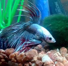 Silver Red White Crowntail Betta Betta Betta Fish Fish Pet