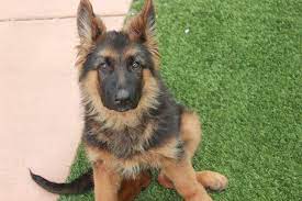 I reserve the right to refuse sale to anyone, for any reason, at anytime. German Shepherd Breeder Mn
