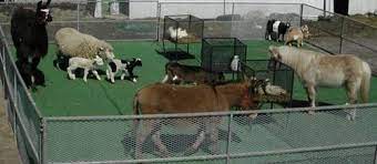 Maybe you would like to learn more about one of these? Such And Such Farm Farm Mobile Petting Farm Mobile Petting Zoo Farm Animals Farm Party Zoo Animals Mobile Petting Zoo Pets