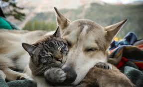 Deuil et amitié : un chiot redonne vie à Baloo, le chat éploré par la  disparition de son ami Henry