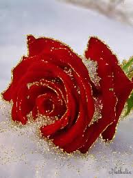 imagenesde24: Imagenes D Rosas Brillantes