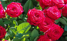 Papeis De Parede Flores No Jardim Rosas Vermelhas Sol Brilhante 3840x2160 Uhd 4k Imagem