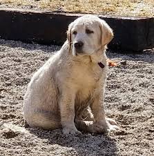 John's water dog of newfoundland. Beloved Labs Llc English Labrador Puppies Labs For Sale In Minnesota Mn With Akc Champion Bloodlines