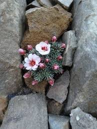 Pin On Floral Rhapsody