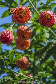 Some of the available abutilon cultivars include the following: Photo Of The Bloom Of Flowering Maple Abutilon Tiger Eye Posted By Pphanfx Garden Org