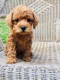 Growing Puppies Virginia Schnoodle Breeder Hypoallergenic Dogs Gingers Puppies At 7 Weeks Sold Schnoodle Puppy Schnoodle Hypoallergenic Dogs