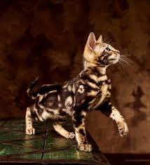 allergiker katzen bengal katze kleines goldenes katzchen bengal cat bengal kitten bengal cat names