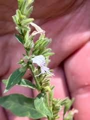 Image result for Hypoestes forskaolii