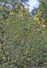 Image result for Crotalaria micans