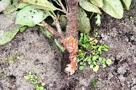 Radikal aber effektiv sind tötungsfallen. Wuhlmause Schermause Im Garten Landwirtschaftskammer Nordrhein Westfalen