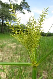 Image result for Cyperus digitatus