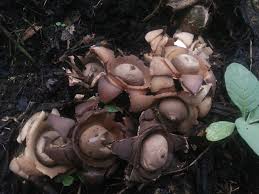Image result for Geastrum triplex