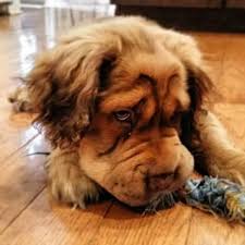 Beagle Cocker Spaniel Mix Black And White Cocker Pei Shar Pei And Cocker Spaniel Dog Crossbreeds Unique Dog Breeds Unusual Dog Breeds