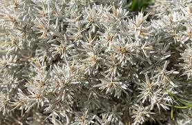 Image result for Macledium