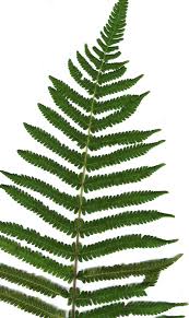 Image result for Christella dentata
