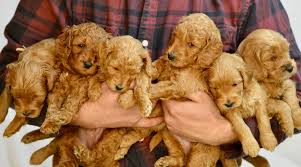 Goldendoodle puppy cut/teddy bear cut. The Teddy Bear Goldendoodle Haircut Timberidge Goldendoodles