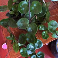Hoya carnosa chelsea ( rooted cutting ). Hoya Carnosa Chelsea Hoya Chelsea Uploaded By Christiani Blooms