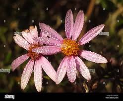 Image result for Athrixia phylicoides