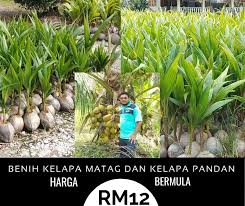 Kepadatan tanaman kelapa matag 178 pokok sehektar atau sekitar 72 pokok seekar (sila rujuk foto disebelah). Kelapa Matag Murah ç§ç Facebook