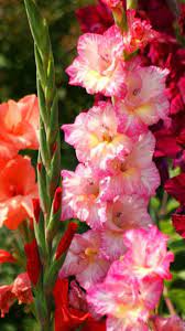 Download Wallpaper 720x1280 Gladiolus Flowers Bright Flowerbed Light Samsung Galaxy S3 Hd Background Gladiolus Flower Flower Beds Flowers