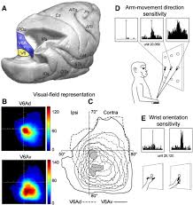 The details of the division of these planes and organs in different quadrants can be seen by clicking here. Anatomical And Functional Definition Of Macaque V6a A Anatomical Download Scientific Diagram