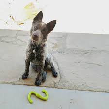 Australian cattle dog cartoon ceramic ornament. Blog High Plains Arena