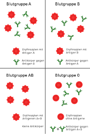 Blutgruppe Wikipedia Blutgruppe Blutgruppen Anatomie Lernen