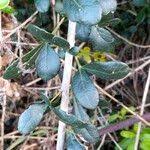 Image result for Rhoicissus digitata
