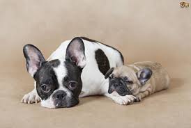 French bulldog puppy training timeline: The Challenges Of Mating And Labour In The French Bulldog Pets4homes