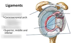 The disk has a great variation in size and shape. Shoulder Ligaments Diagram Quizlet