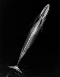 シロナガスクジラ - Wikipedia