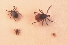 How do i check for ticks? Check Your Pets And Yourself For Ticks They Re In Full Swing In Michigan