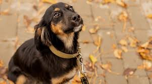 By virtue of its inherited intelligence, training your doxiepoo is not at all tough. German Shepherd Dachshund Mix Breed Information