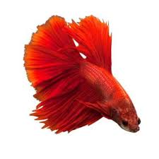 Halfmoon Betta Fish Packaging Type Poly Bag Rs 100 Piece Lavanya Aquarium Id 21338022691