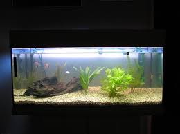 Panduan lengkap cara budidaya ikan koi di kolam & aquarium. Cara Budidaya Ikan Koi Di Aquarium Dan Cara Membuat Aquarium Ikan Koi Jualkoi Id