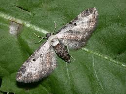 Image result for Eupithecia conterminata