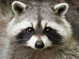 たぬき顔 あらいぐま アライグマ 動物