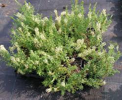 Image result for Hebenstretia