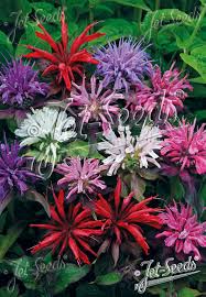 Image result for Monarda didyma