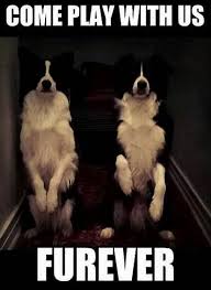 Resultat D Images Pour Border Collie Meme Bordercollie Border Collie Humor Collie Border Collie