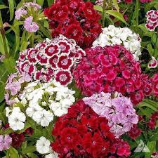 Sweet William Dianthus Dianthus Flowers Sweet William Flowers Dianthus Barbatus
